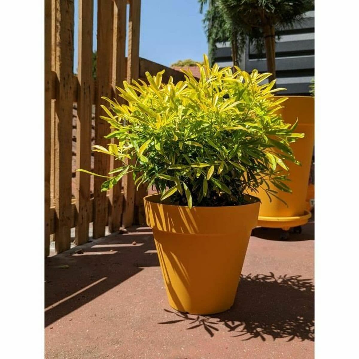 Vaso Riviera Giallo Ø 60 cm