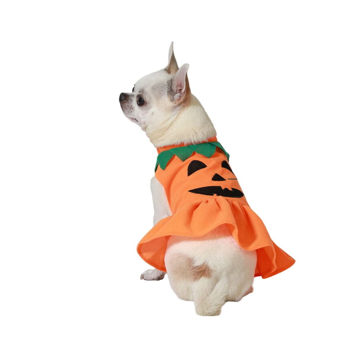 Costume per cane taglia M zucca
